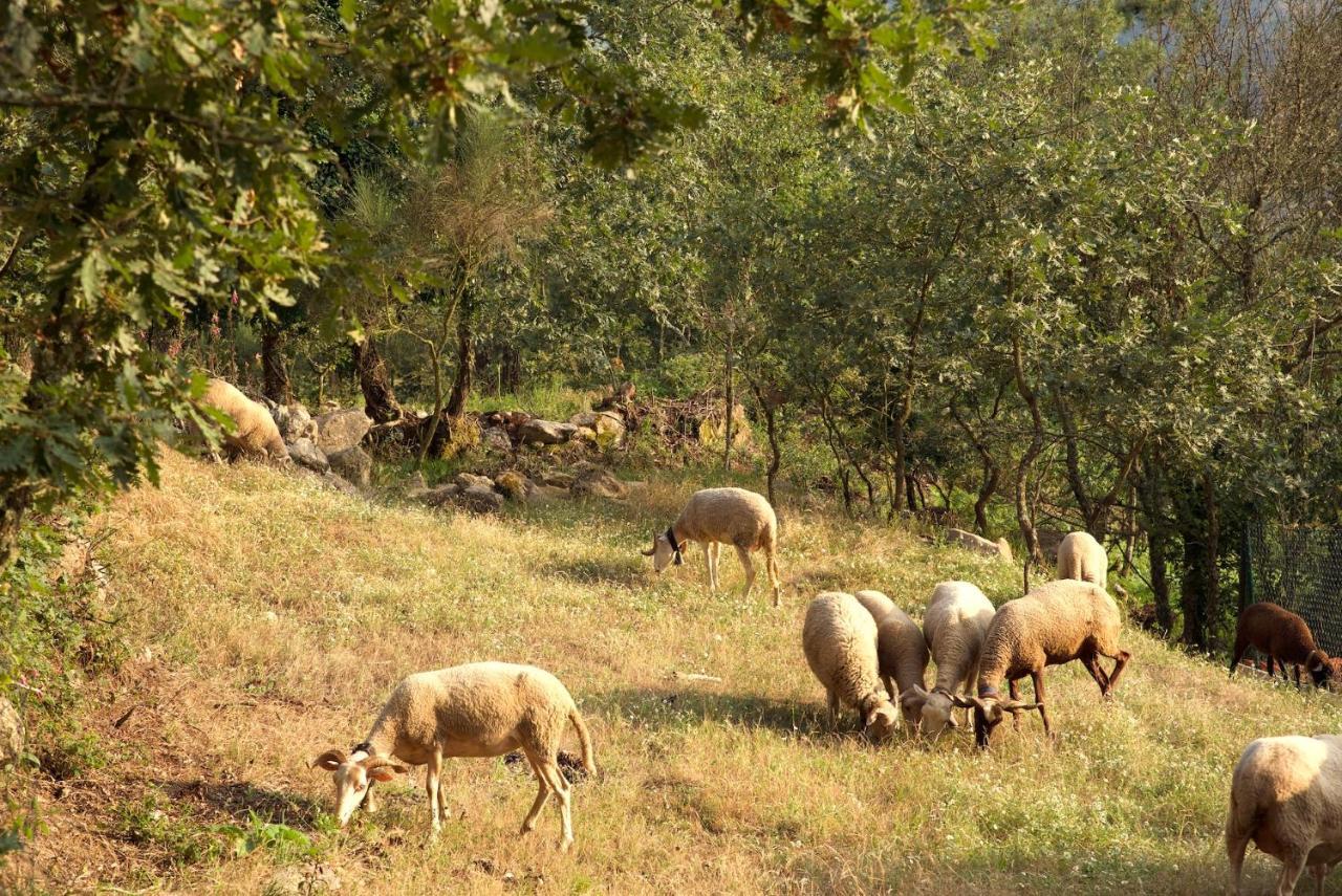 فيلا Quinta De S. Cipriano ريزندي المظهر الخارجي الصورة